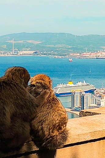 Barbary Apes in Gibraltar
